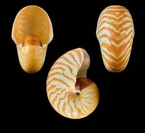 Nautilus macromphalus (G.B. Sowerby II, 1849)