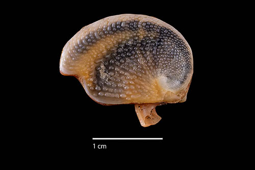 Nerita scabricosta (Lamarck, 1822)